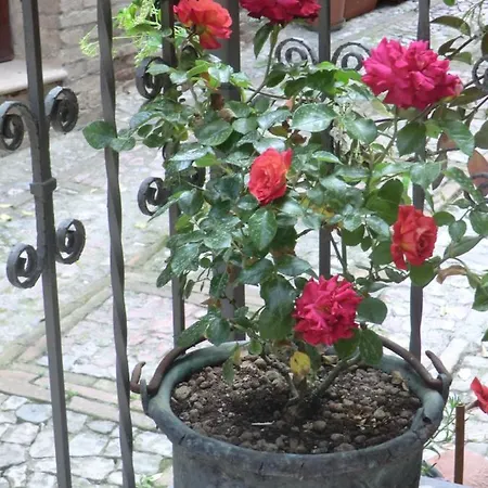 La Corta Di 3* Spello